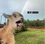 BLV LUCAS